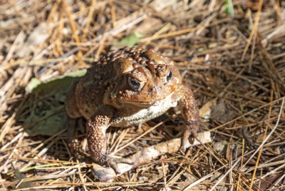 Vermont Toad Aug 2021